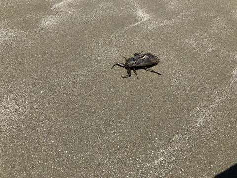 Image of Giant Water Bug