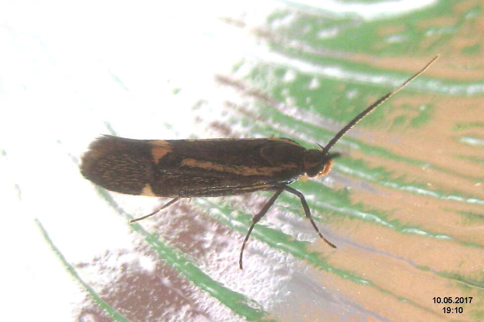 Image of Esperia sulphurella