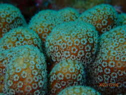 Image of Green Cactus Coral