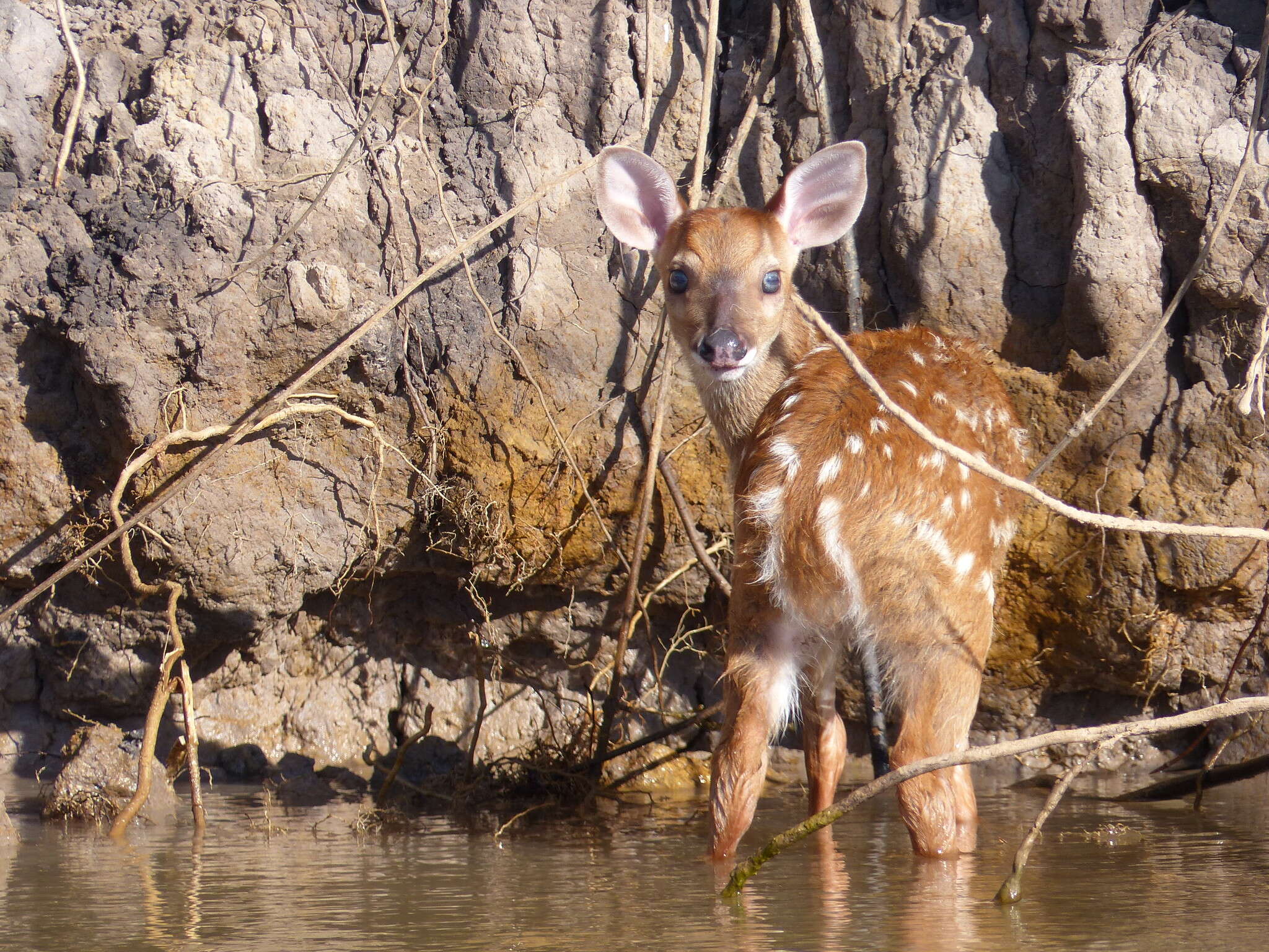 Image of South American Red Brocket