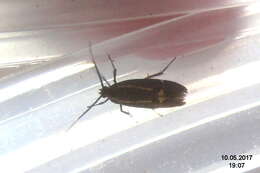 Image of Esperia sulphurella