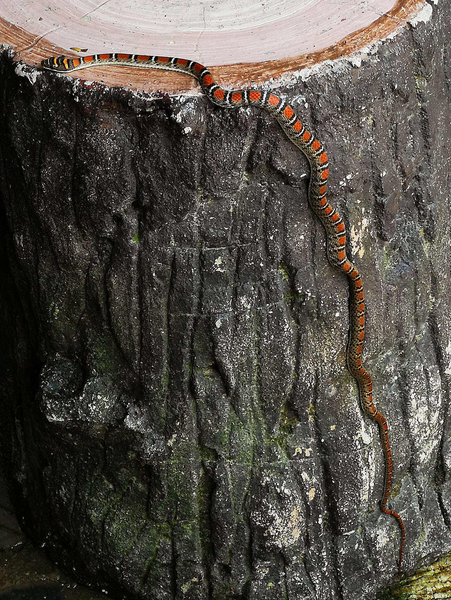 Image of Banded Flying Snake