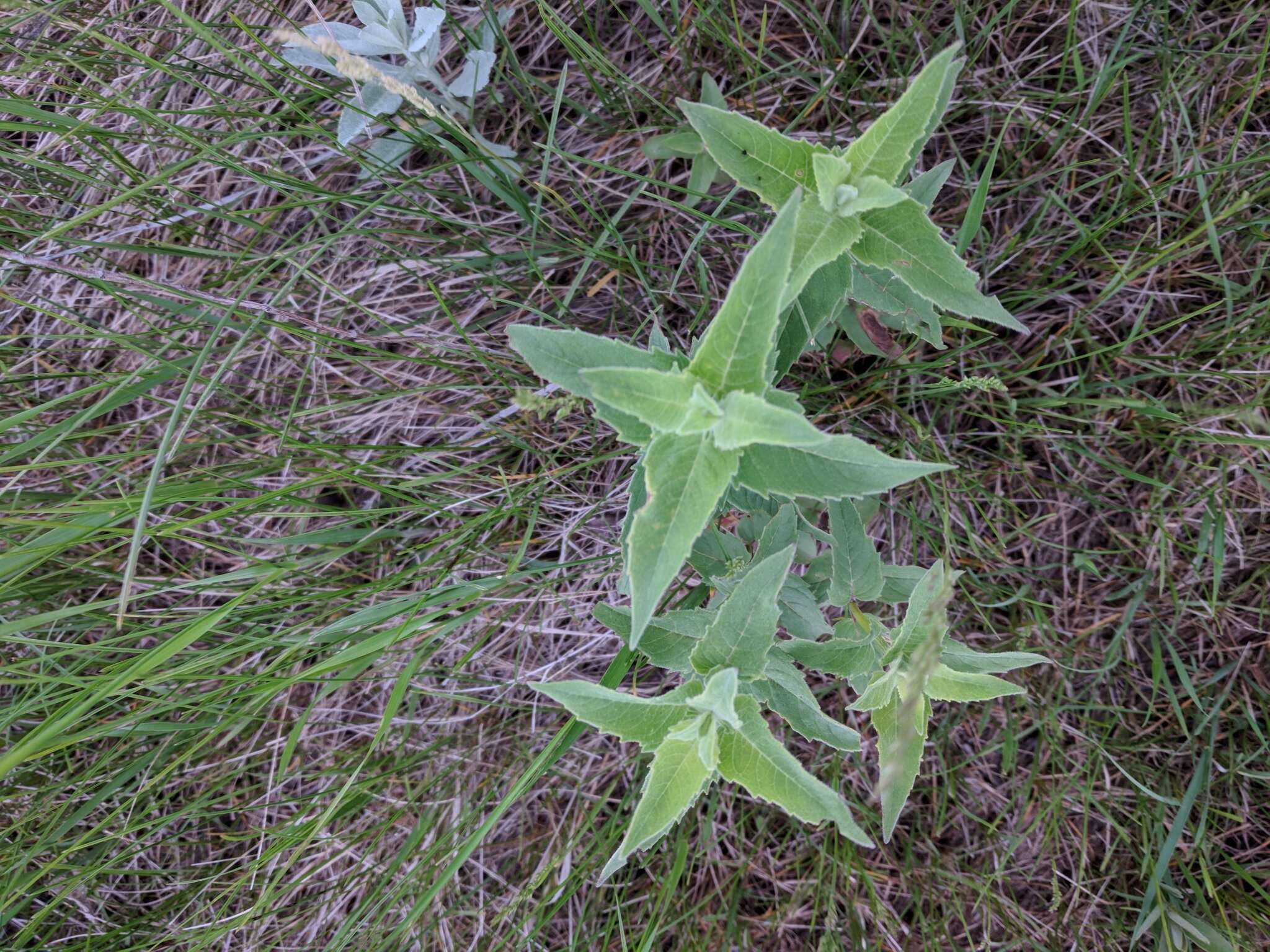 Image of Monarda fistulosa var. menthifolia (Graham) Fernald