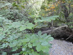 Image of California spikenard