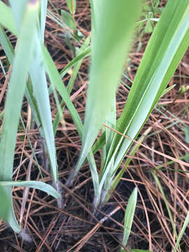 Image of Pitchfork Crown Grass