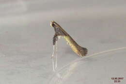 Image of Azalea leafminer