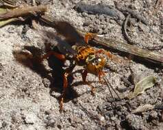 Image of Golden cricket wasp