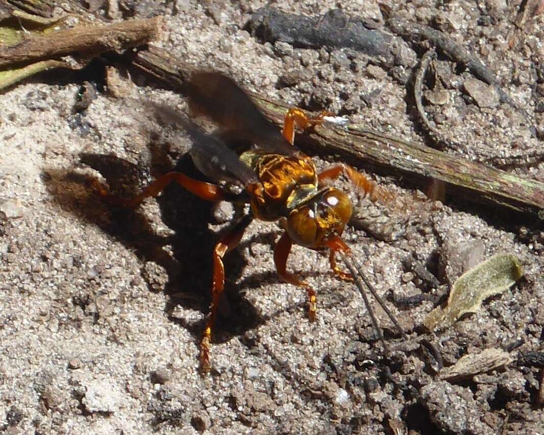 Image of Golden cricket wasp