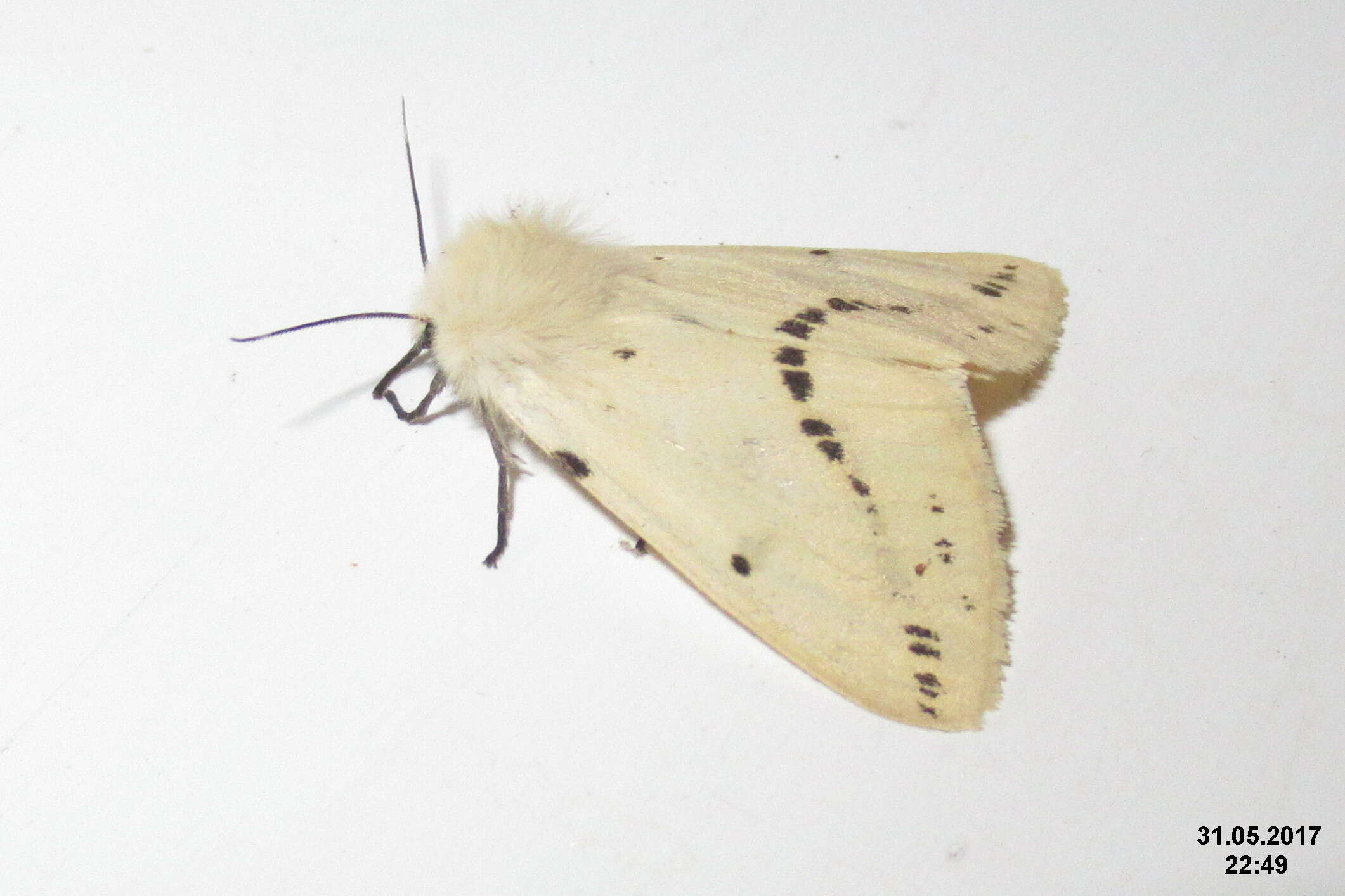 Image of Spilosoma lutea Hüfnagel 1766