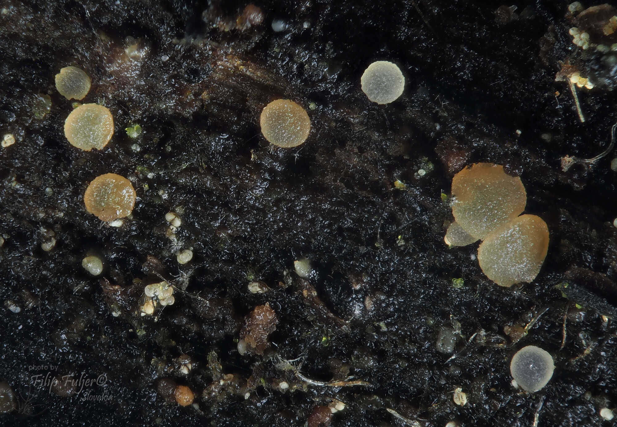 Image of Hyaloscypha minuta (Spooner & Dennis) Baral 2015