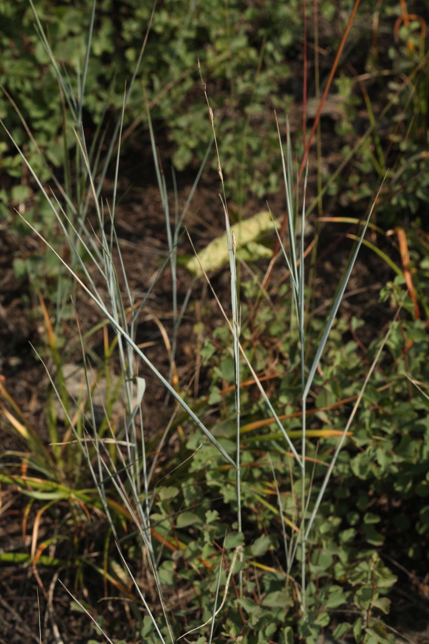 Image of Elymus bungeanus (Trin.) Melderis