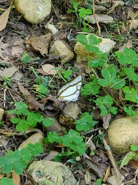 Imagem de Polyura eudamippus Doubleday 1843