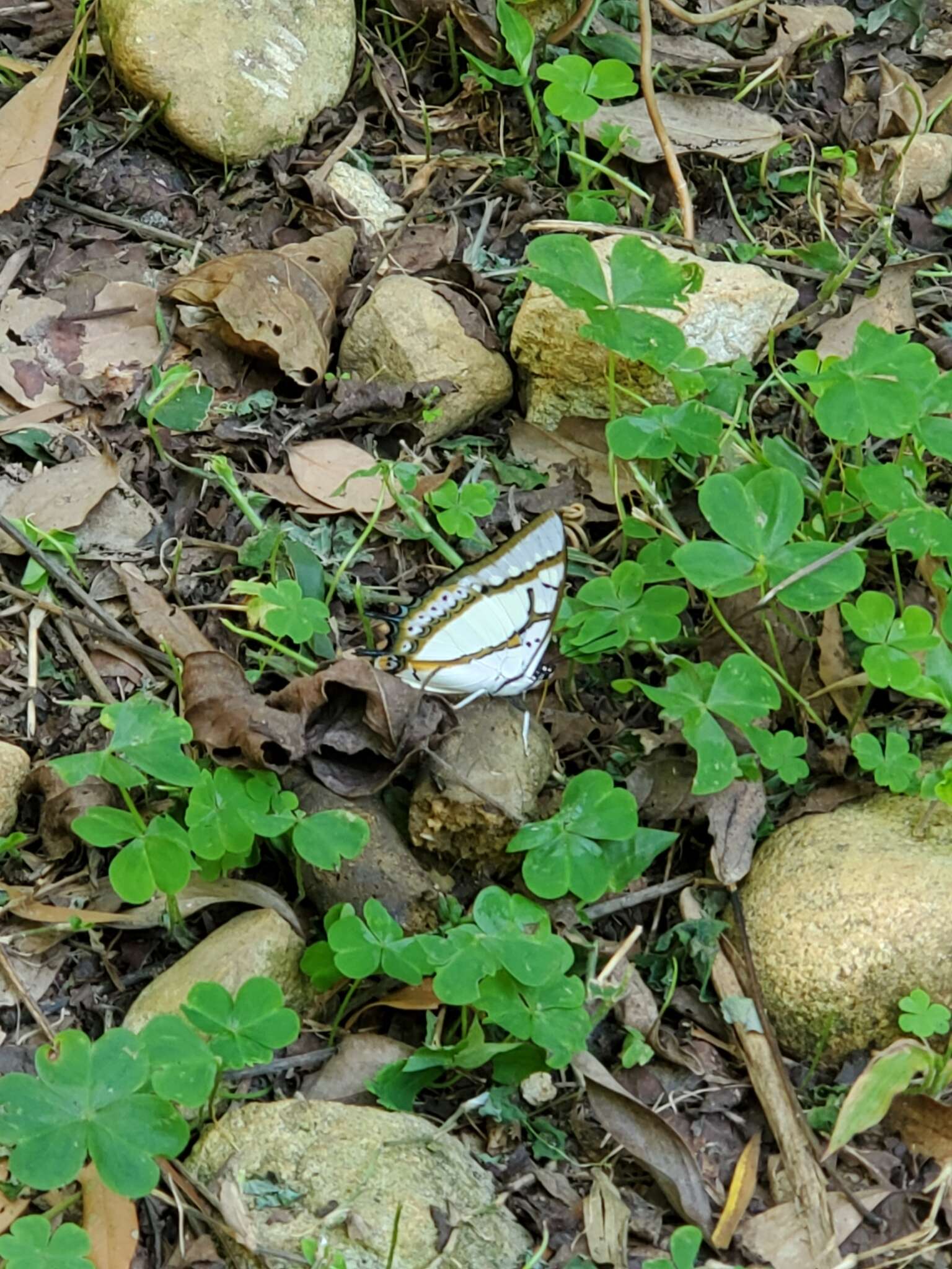 Imagem de Polyura eudamippus Doubleday 1843