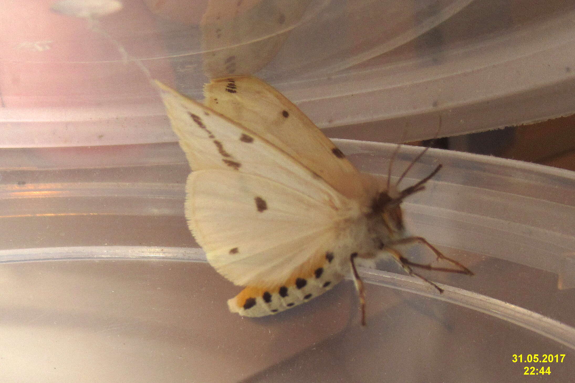 Image of Spilosoma lutea Hüfnagel 1766