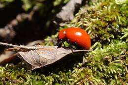 Imagem de Leptinotarsa rubiginosa (Rogers 1856)