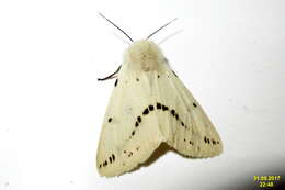 Image of Spilosoma lutea Hüfnagel 1766