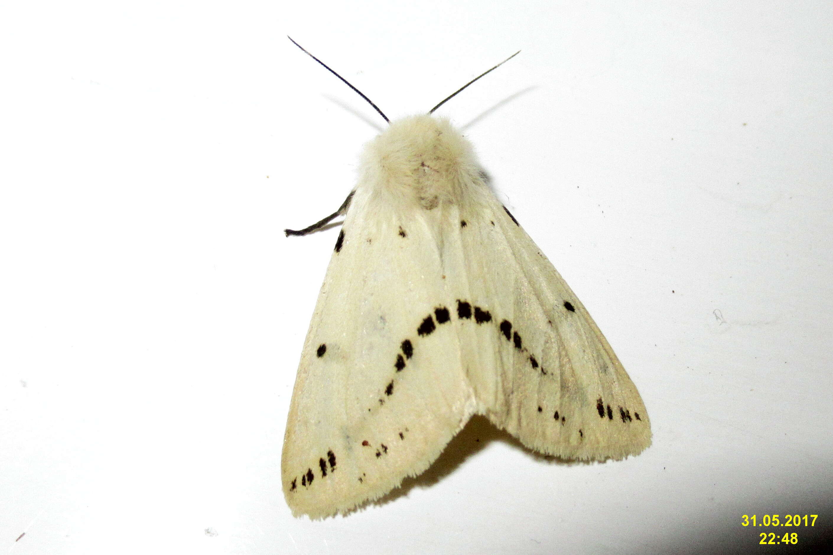 Image of Spilosoma lutea Hüfnagel 1766