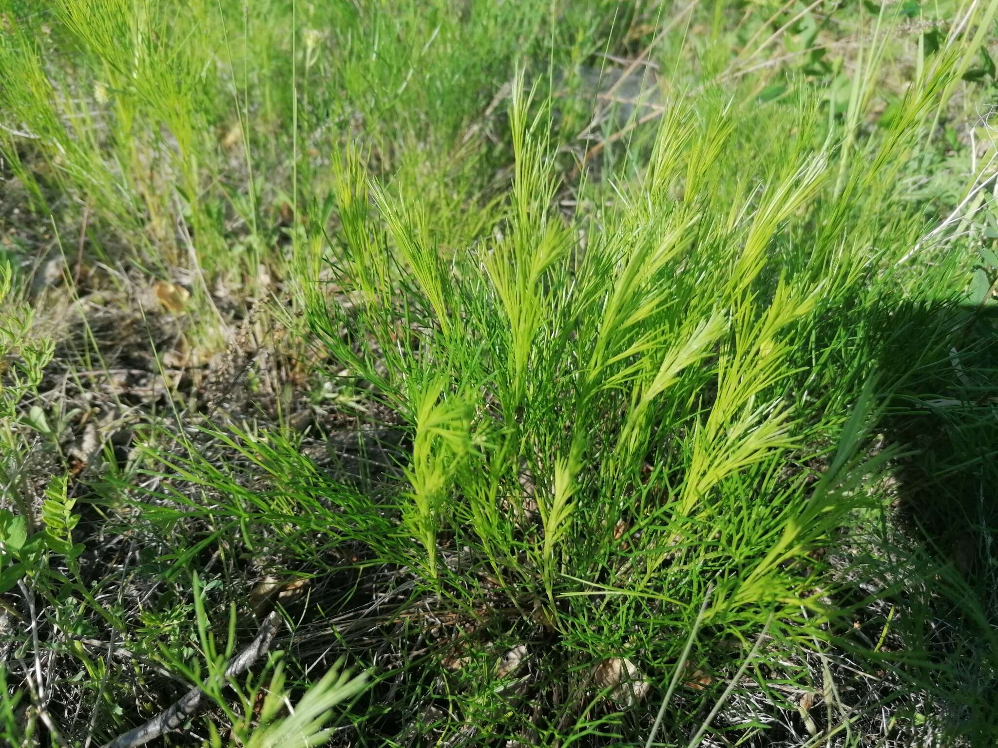 Image of Filifolium sibiricum (L.) Kitam.