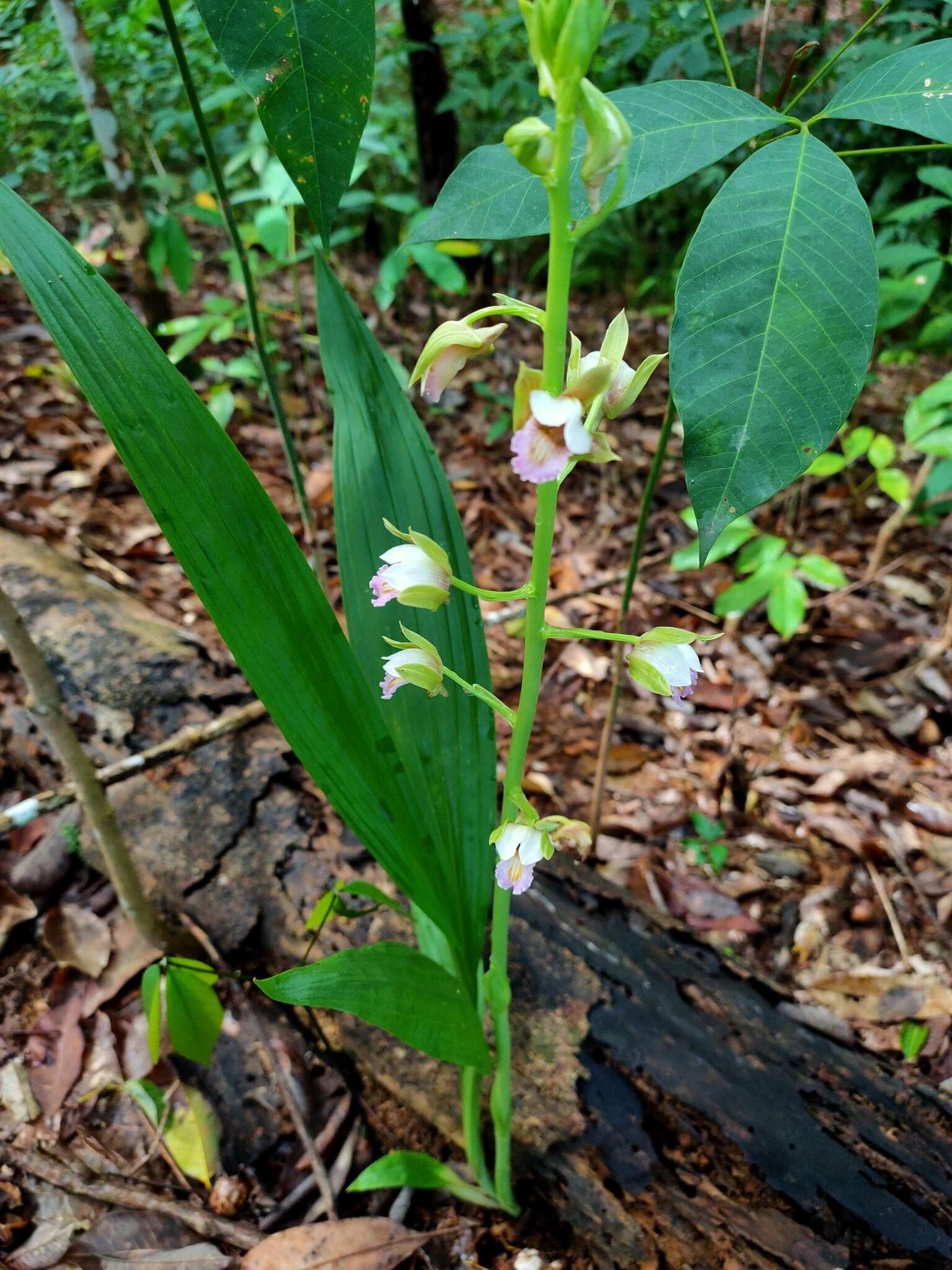 Image of Eulophia nuda Lindl.