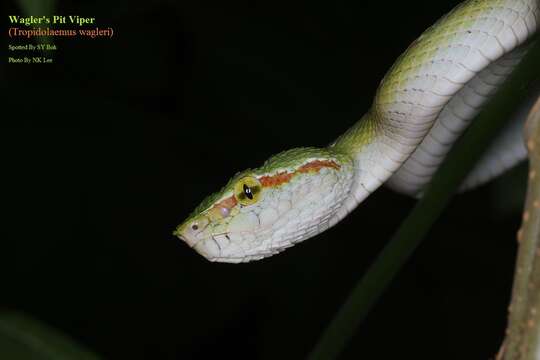 Image of Wagler's Keeled Green Pit Viper