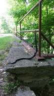 Image of Rat snakes