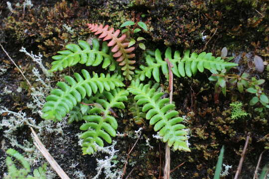 Image of Struthiopteris hancockii (Hance) Tag.