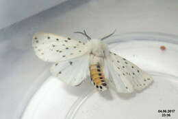 Image of white ermine