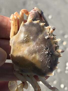 Image of Florida lady crab