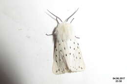 Image of white ermine