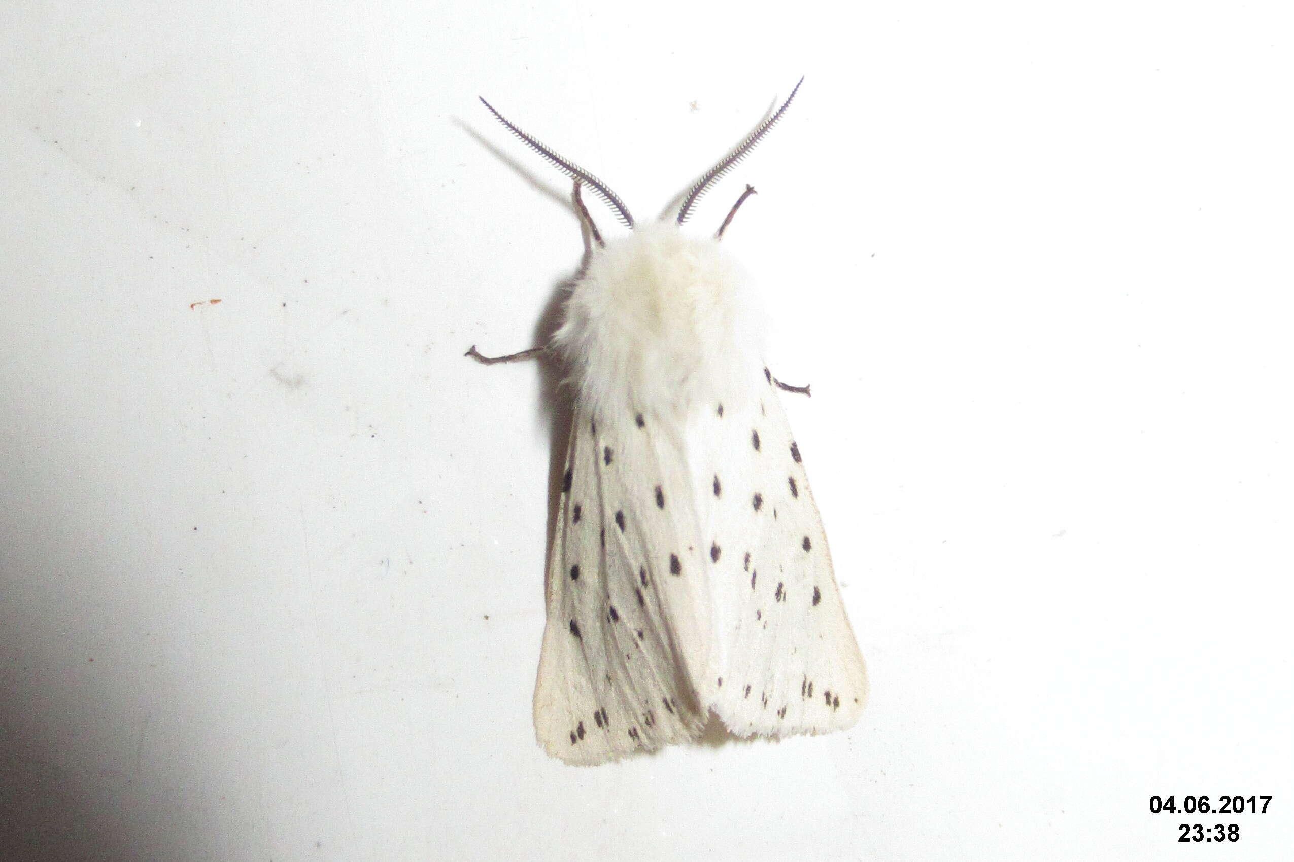 Image of white ermine