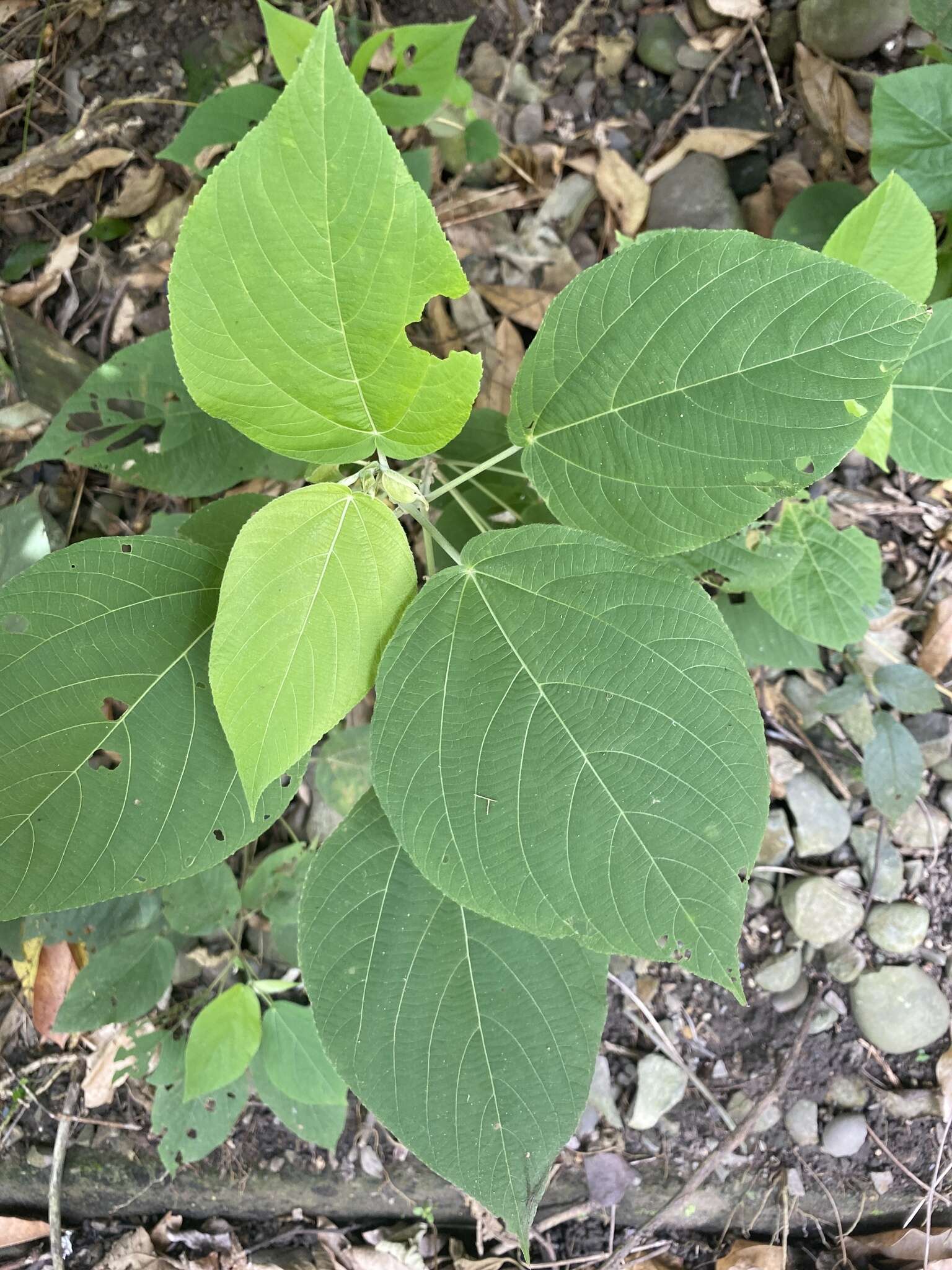 Imagem de Acalypha angatensis Blanco