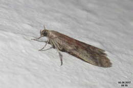 Image of Chocolate Moth