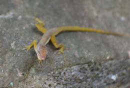 Image of Anguilla Bank Bush Anole