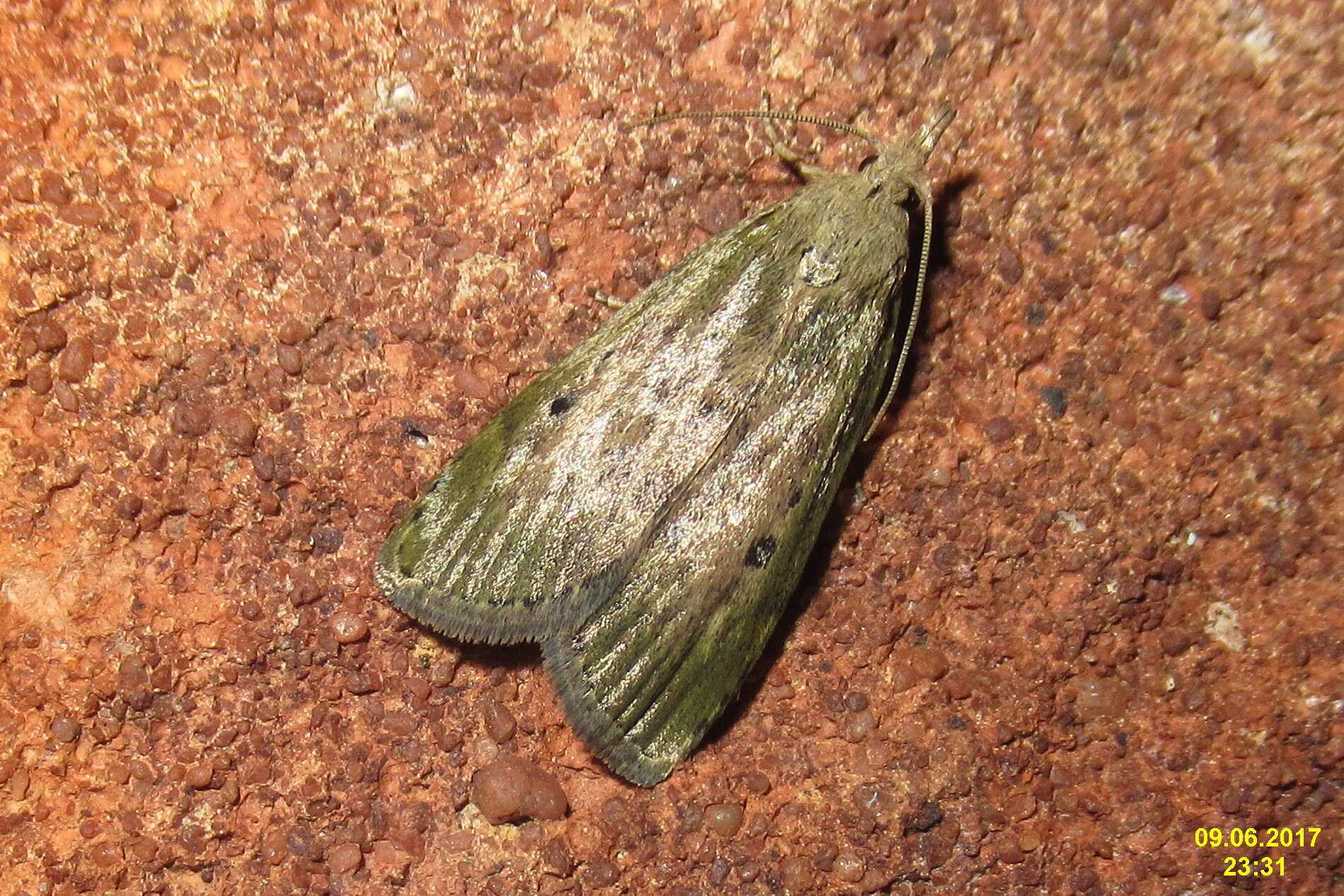 Image of Aphomia sociella Linnaeus 1758