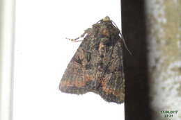 Image of Tawny Marbled Minor