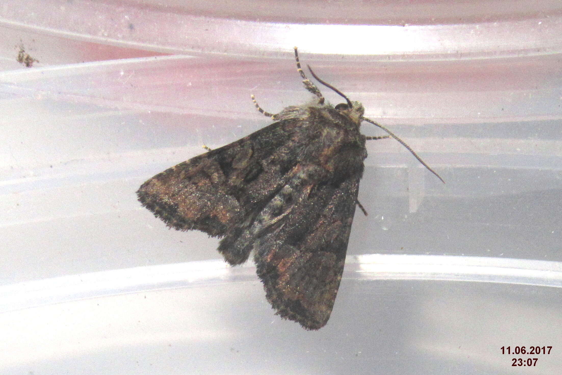 Image of Tawny Marbled Minor