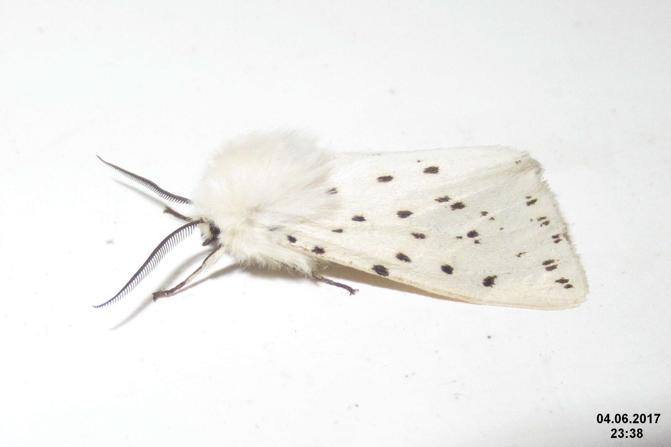 Image of white ermine