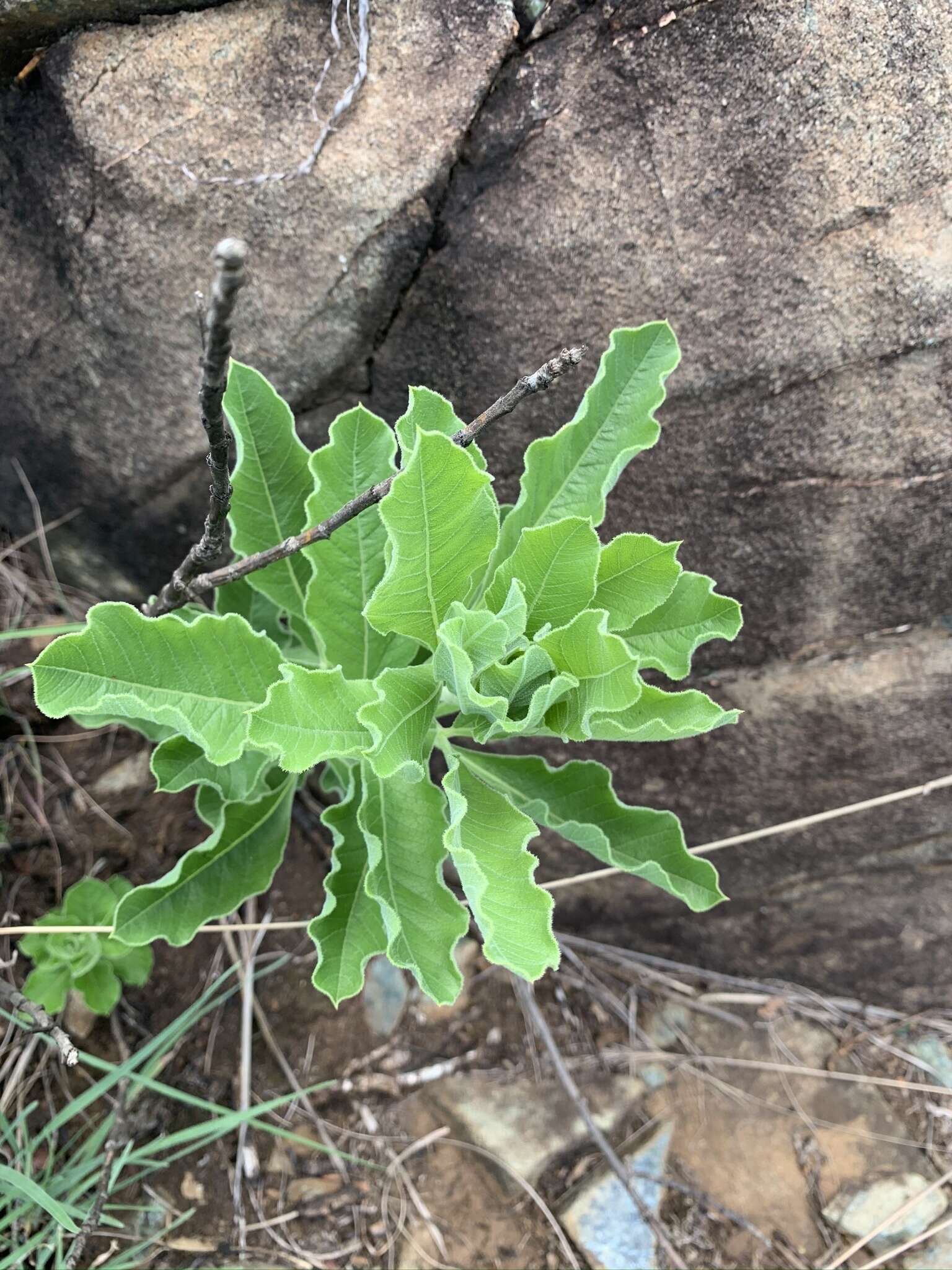 Image of Heteromorpha pubescens Burtt Davy