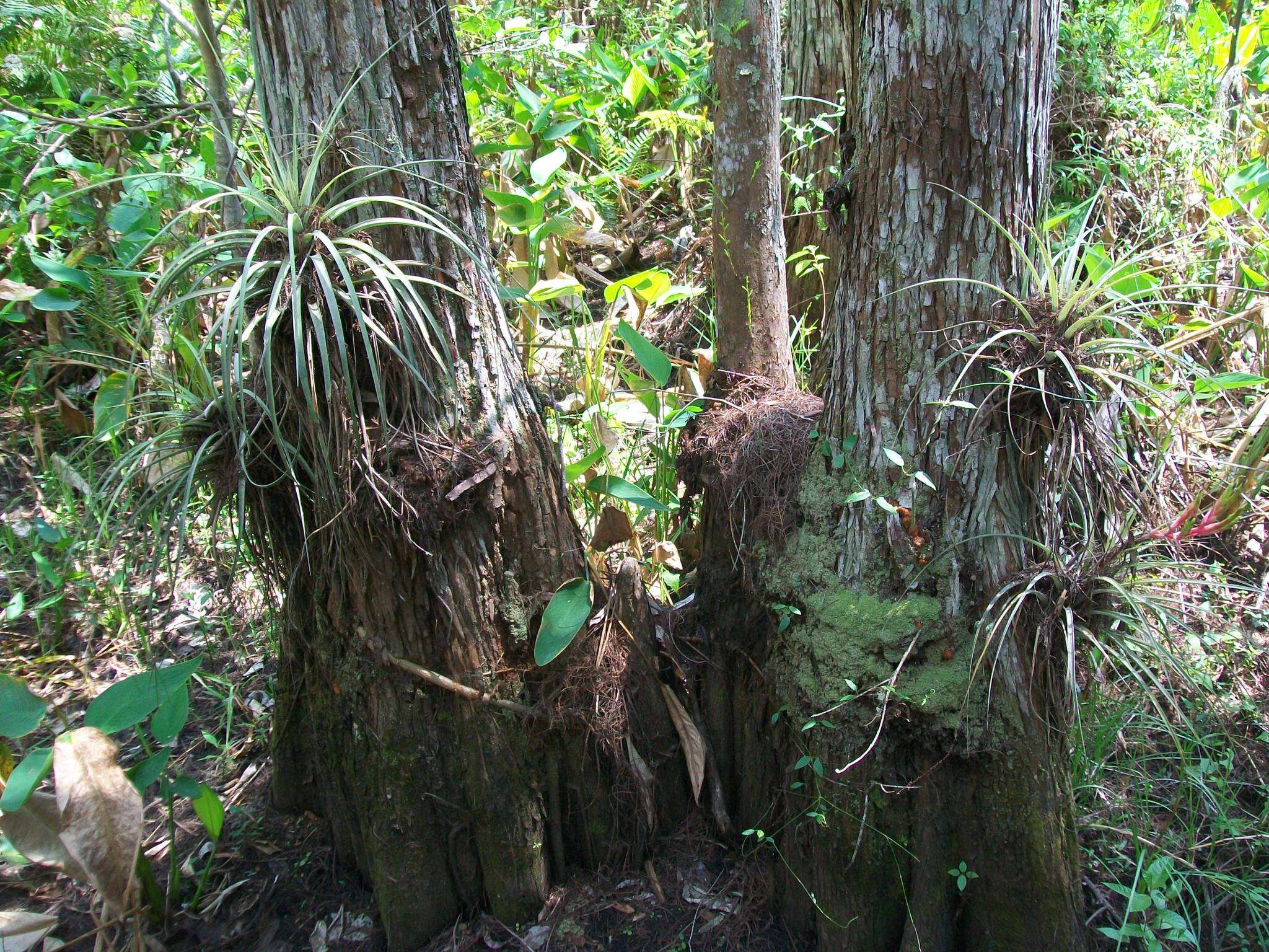 Image of Cardinal Air Plant