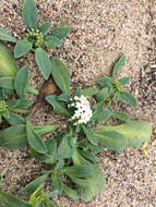 Image of salt heliotrope