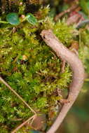 Image of La Loma Salamander