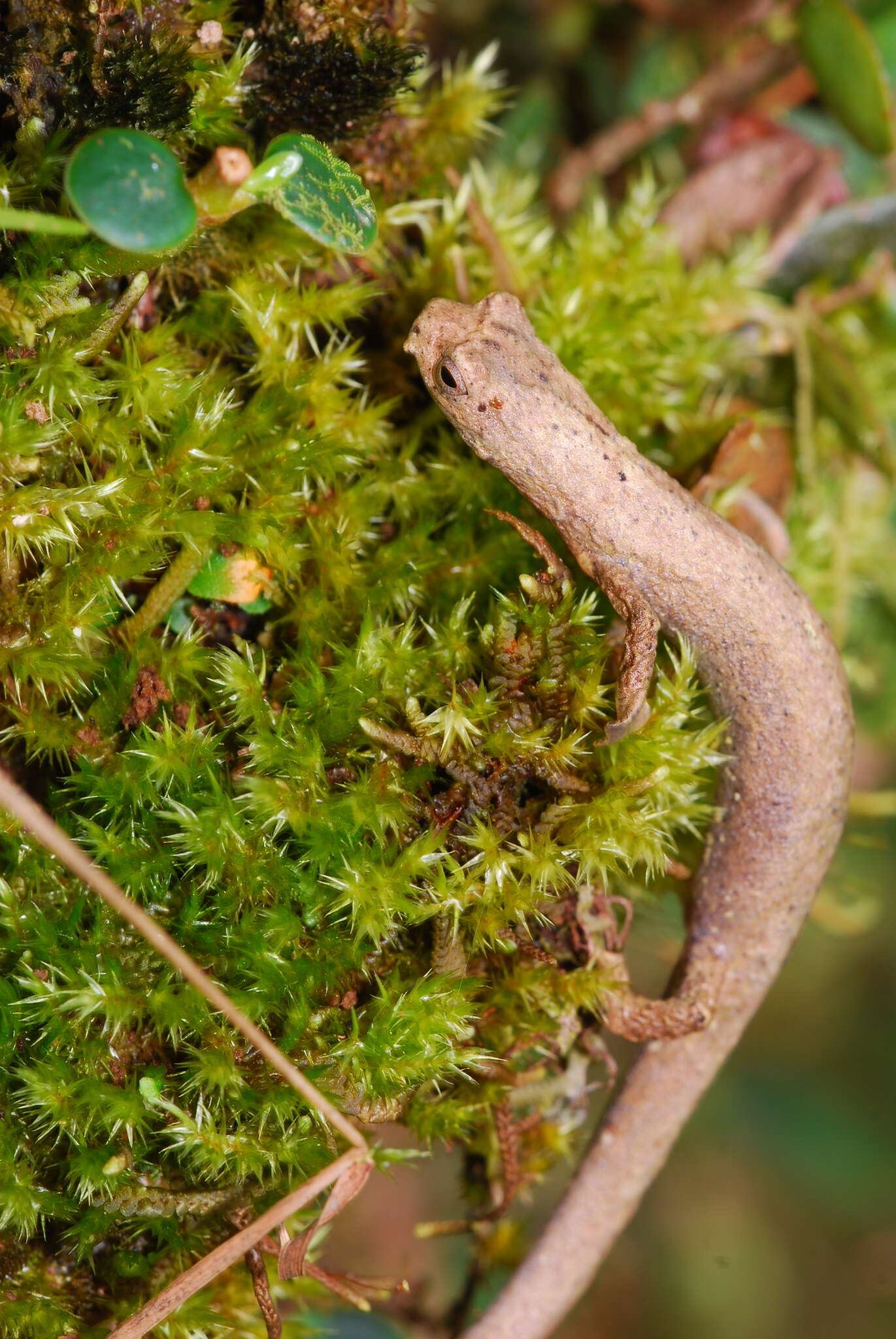 Image of La Loma Salamander