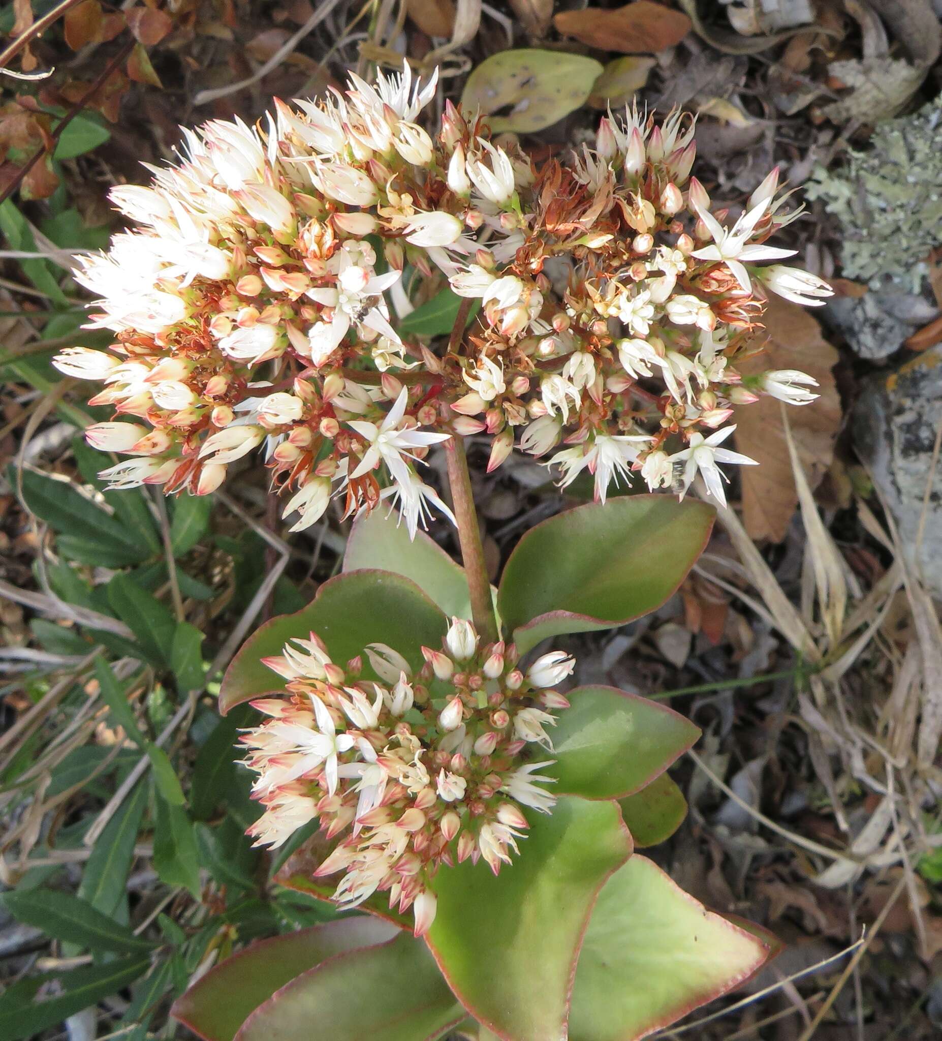 Image of Crassula sarmentosa Harv.