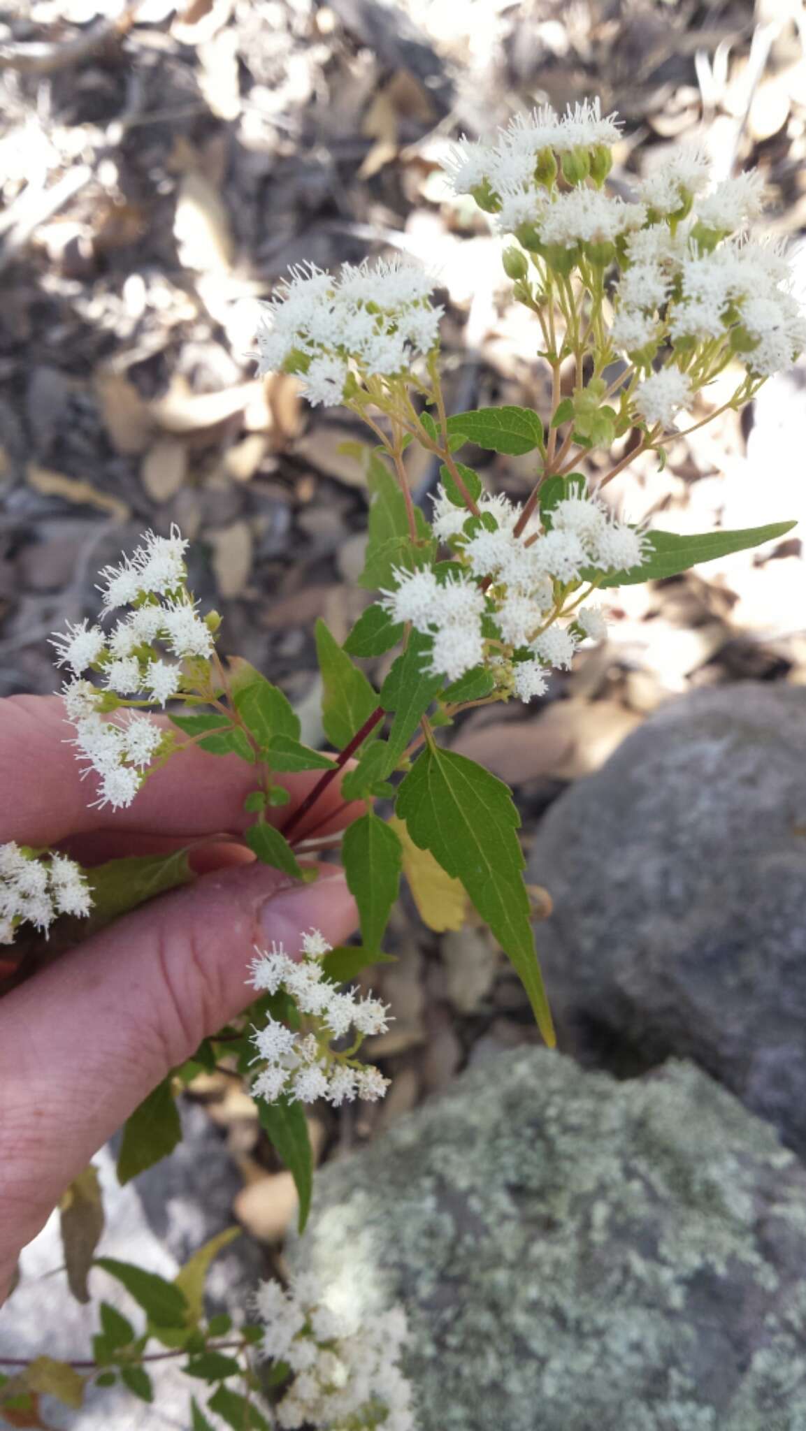 Image of Santa Rita snakeroot