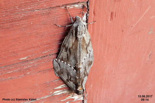 Image of Pine hawkmoth