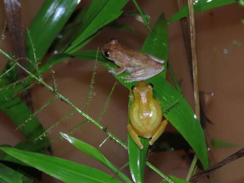 Image of Dendropsophus leali (Bokermann 1964)