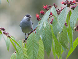 Image of White-eared Conebill