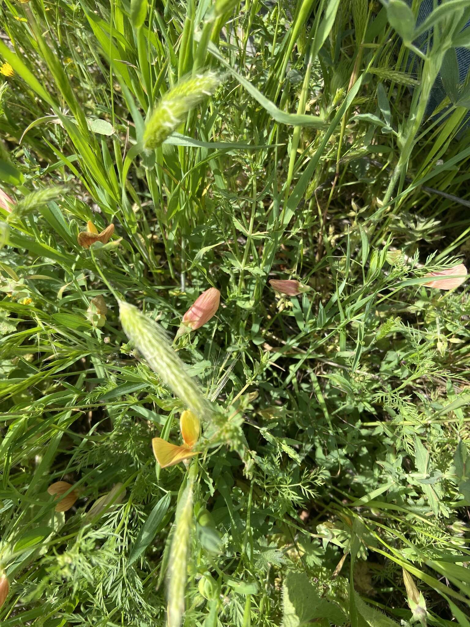 Image of Lathyrus gorgoni Parl.