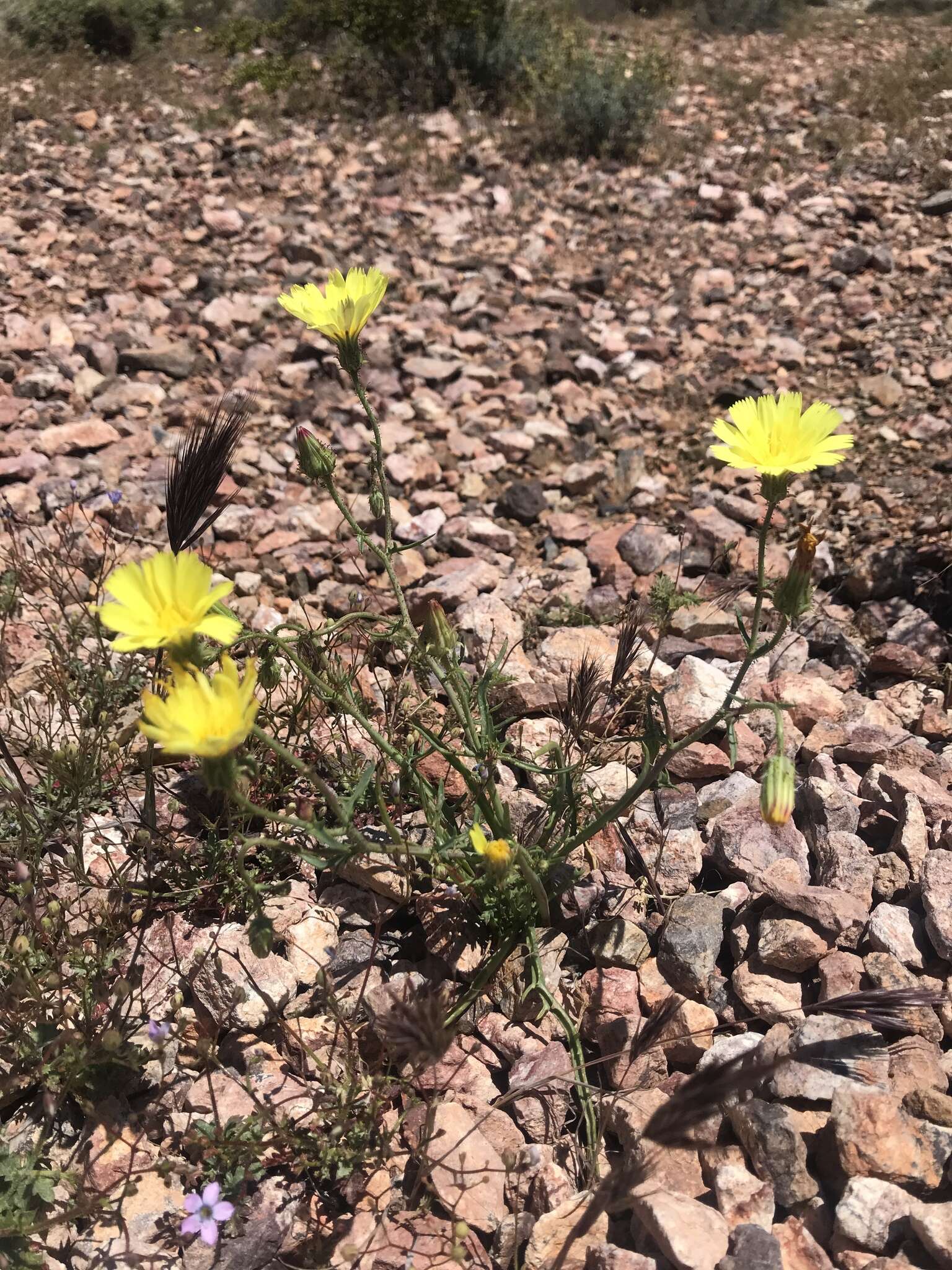 Слика од Calycoseris parryi A. Gray