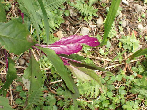 Plancia ëd Gynura bicolor (Roxb. ex Willd.) DC.